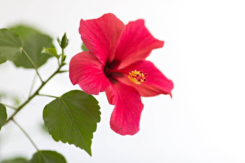 India Hibiscus symbol