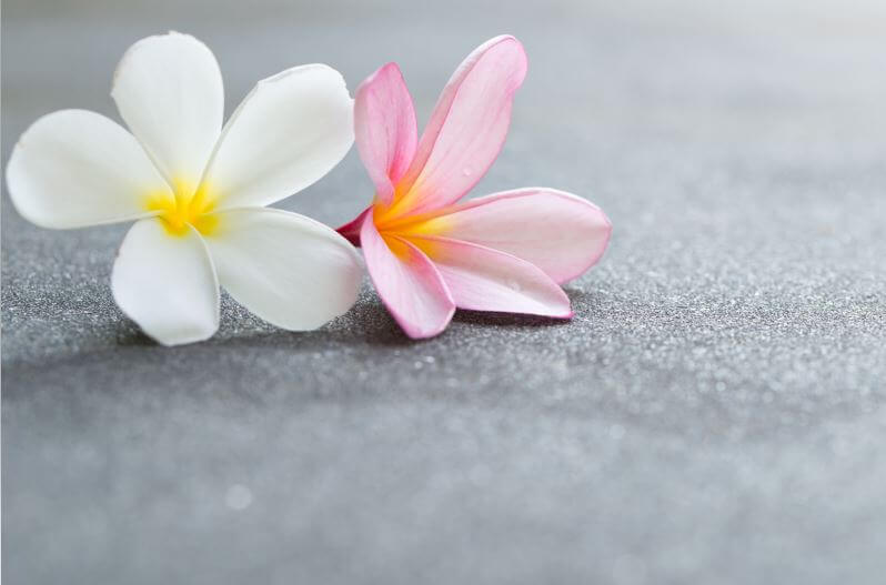 Plumeria plant India