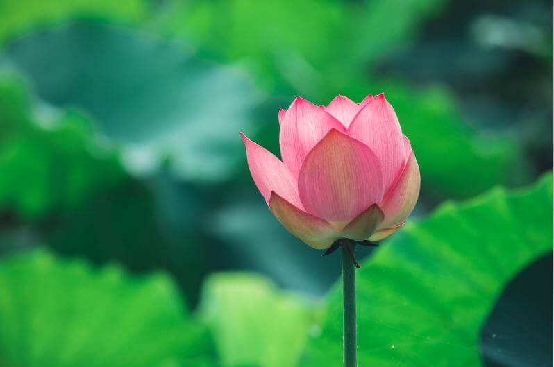 national symbols of india lotus