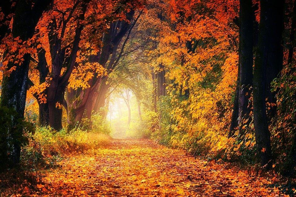 numerology calculator life path