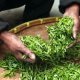 History of tea